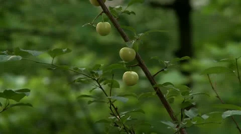 Tree in nature Stock Footage 11166532