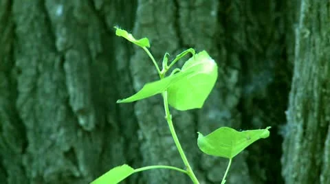 Tree in nature Stock Footage 11217516