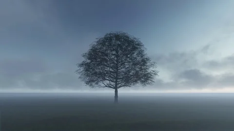 Tree Nature Stock Footage 90947620