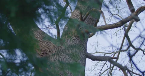 Tree in nature Stock Footage 134729046