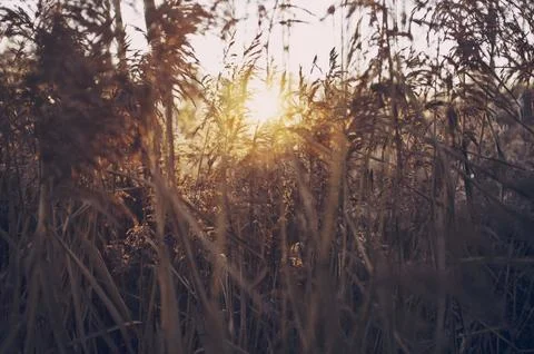 Tree nature forest grass branch light Foto stock