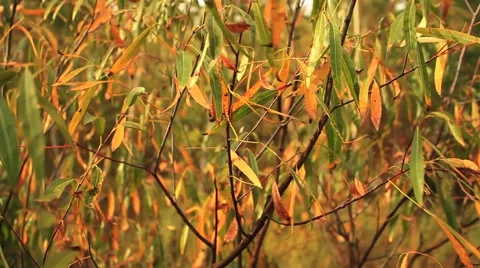 Tree nature green day Video stock 55507265