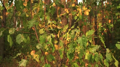 Tree nature green spring day forest Video stock 55511712