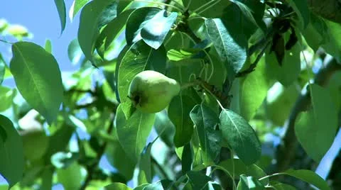 Tree in nature, pear Stock Footage 11217780