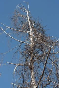 Tree on the nature Stock Photos