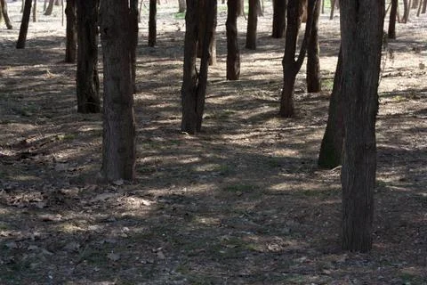 Tree on the nature Stock Photos