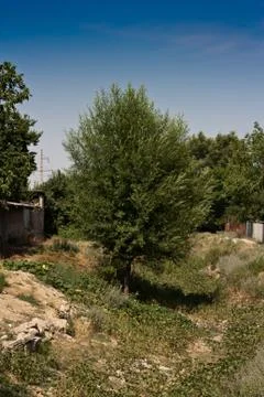 Tree on the nature Stock Photos
