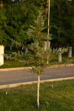 Tree on the nature Stock Photos