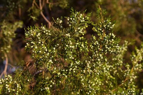 Tree on the nature Stock Photos