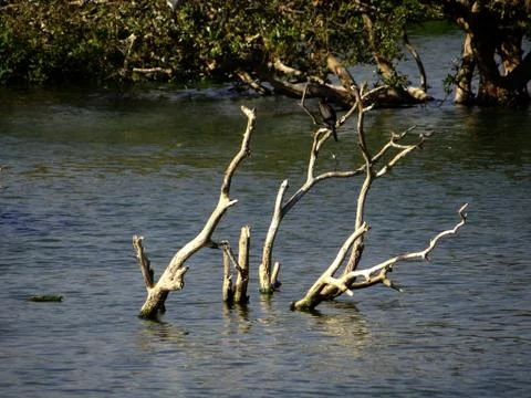 Tree in nature Stock Photos