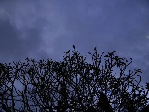 Tree in nature 스톡 사진