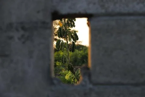 A tree in nature Stock Photos