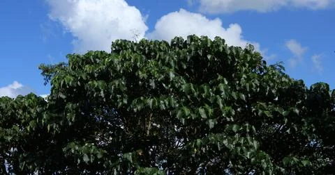 Tree in the Nature Stock Photos