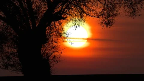 Tree Nature Silhouette Branches Trunk Landscape, Stock-Footage 236973764