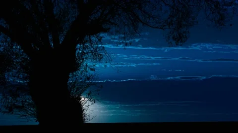 Tree Nature Silhouette Branches Trunk Landscape, Stock Footage 237049864