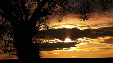 Tree Nature Silhouette Branches Trunk Landscape, Stock-Footage 238061574