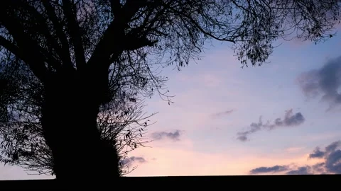 Tree Nature Silhouette Branches Trunk Landscape, Stock Footage 238425319