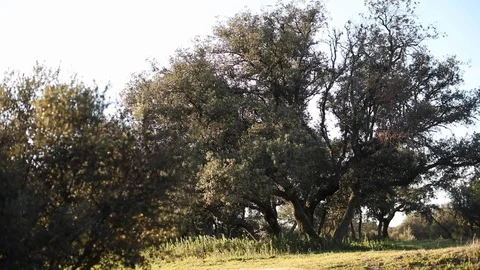 Tree in nature with sunlight Stock Footage 126292776
