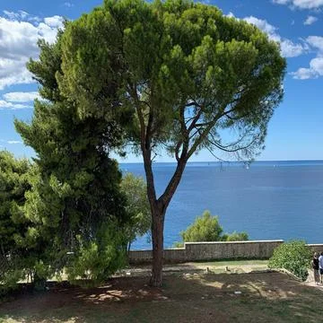Tree Nature View Sky Sea Water Greenery and Clouds 스톡 사진