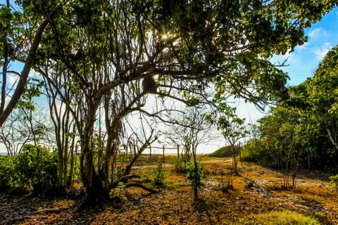 Tree near the beach in Ventanilla. Stock Photos