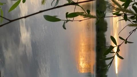 TREE NEAR THE LAKE 스톡 동영상 231176438