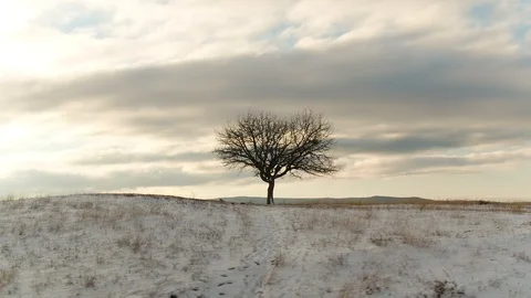 Tree near the mountains in winter Stock Footage 122903810