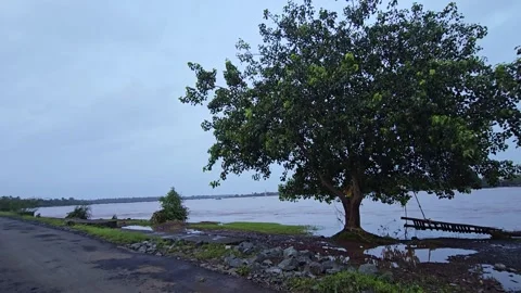 Tree near river at evening time. mysterious Cinematic shot of tree near river Stock Footage 283924086