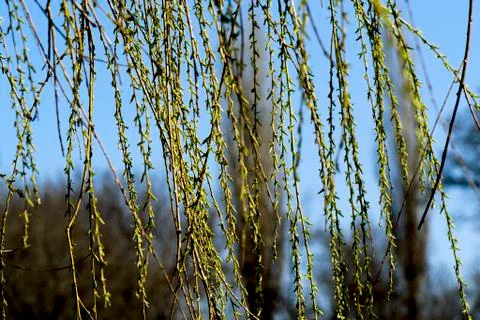 Tree near the river Stock Photos