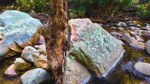 Tree Near the Rocks in a Forest Stock Footage 264353987