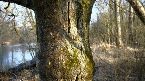 Tree nearby a river in a riverside forest near the danube river Stock Footage 149643535