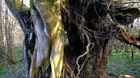 Tree nearby a river in a riverside forest near the danube river Stockbeeldmateriaal 149643695