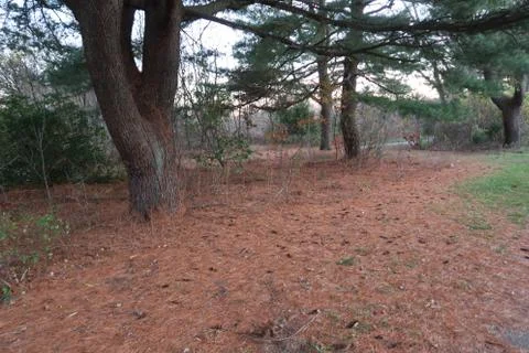 Tree Needle Haven Foto stock