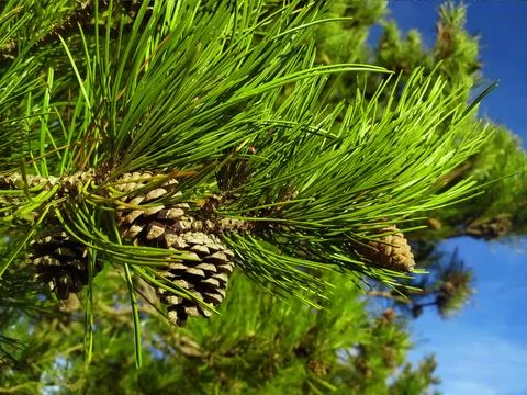 A tree with needles and cone. Mountain pine. Pine cone on a pine tree in . Foto stock