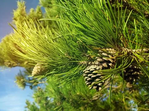 A tree with needles and cone. Mountain pine. Pine cone on a pine tree in. Stock Photos