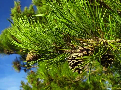 A tree with needles and cone. Mountain pine. Pine cone on a pine tree in. Stock Photos