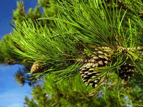 A tree with needles and cone. Mountain pine. Pine cone on a pine tree in .. Foto stock