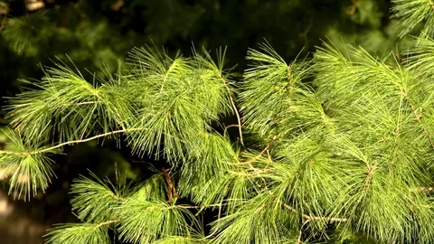 Tree Needles Stock Footage 128092547