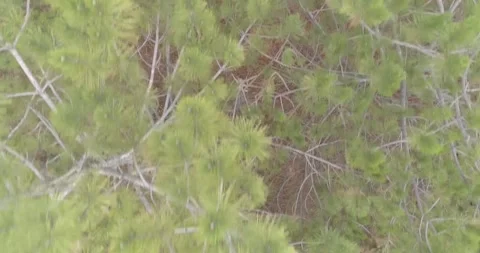 Tree needles Stock Footage 312324827