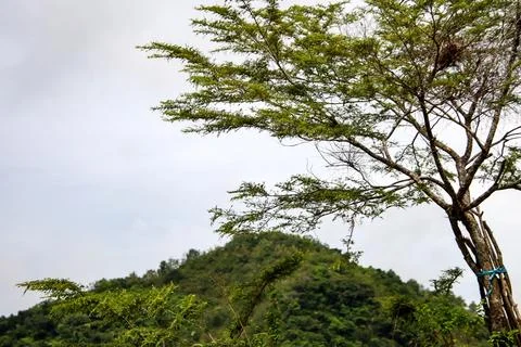 A tree with a nest on it is in front of a mountain Stock Photos