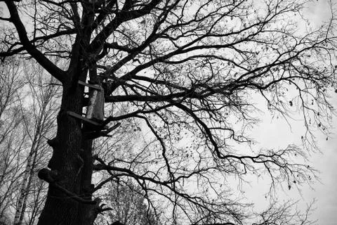 Tree with nesting box Stock Photos