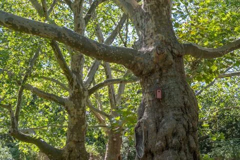Tree with nesting box. Stock Photos