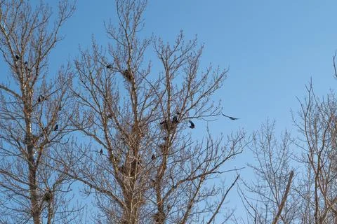 Tree nests visible. Nesting poplars among young twigs with soft daylight. T.. Stock Photos