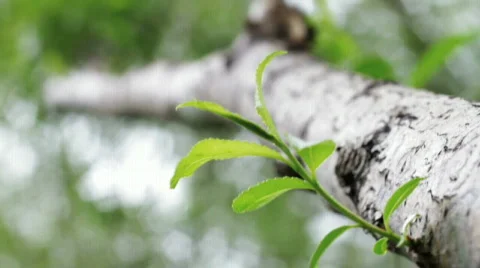 Tree with New Life Stock Footage 727629