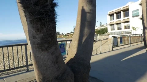 Tree next to a beach Stock Footage 64228198
