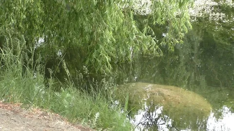 A tree next to a body of water Video stock 129579998