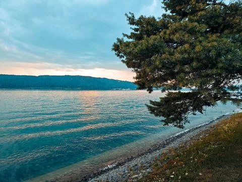 A tree is next to a body of water Stock Photos