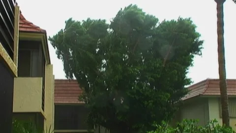 Tree Next to Condos Blown by Hurricane Wilma Stock Footage 290999857