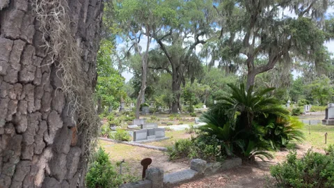 Tree next to Grave UHD Stock Footage 178706064