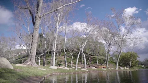 A tree next to a lake Stock Footage 156013951
