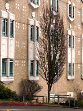 A tree next to a large building Stock Photos